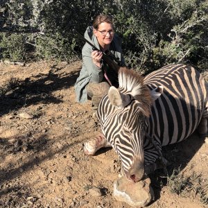 Hunting Zebra