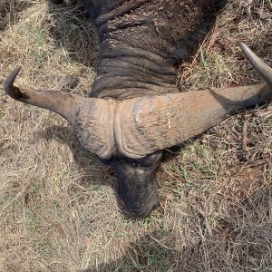 Buffalo Hunt Tanzania