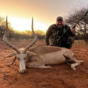 Impala Hunt South Africa