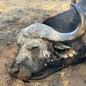 Buffalo Hunt South Africa