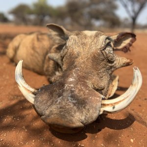 Warthog Hunt South Africa