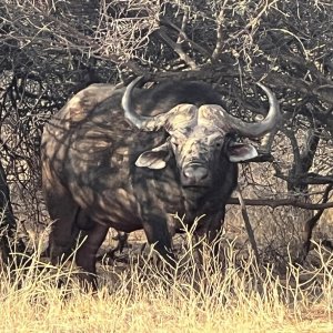 Buffalo South Africa