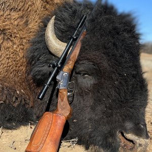 Bison Bull Hunt Oklahoma