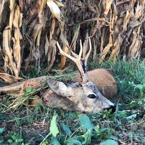 Roe Deer Hunt Romania