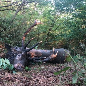 Red Stag Hunt Romania