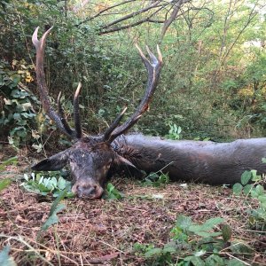 Red Stag Hunt Romania