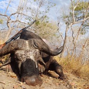 Buffalo Hunt Tanzania