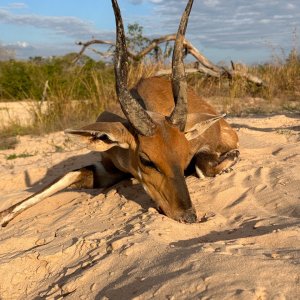 Hunting Bushbuck Tanzania