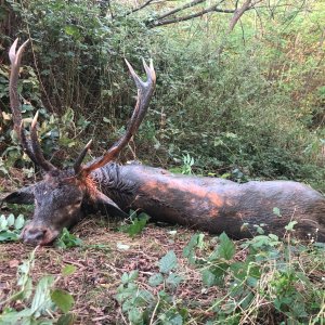 Stag Hunt Romania