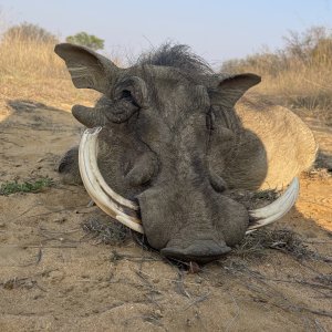 Warthog Hunt South Africa