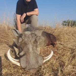 Warthog Hunt South Africa