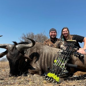 Blue Wildebeest Bow Hunt South Africa