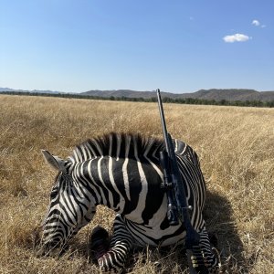 Zebra Hunt Charara Zimbabwe