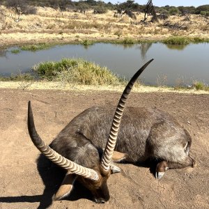 Waterbuck Hunt South Africa