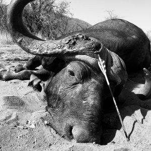 Buffalo Bow Hunting