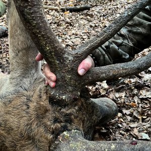 Carpathian Red Stag Hunt Romania