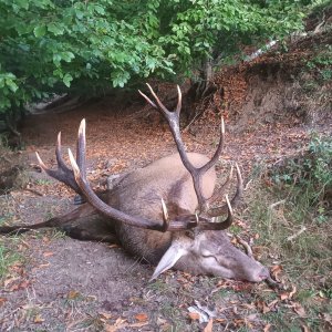 Carpathian Red Stag Hunt Romania