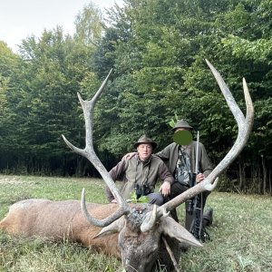 Carpathian Red Stag Hunt Romania