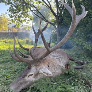 Carpathian Red Stag Hunt Romania