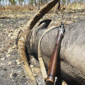 Water Buffalo Hunt Northern Territory Australia