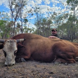 Scrub Bull Hunt Northern Territory Australia