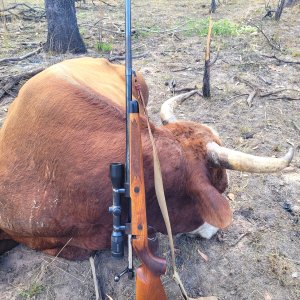 Scrub Bull Hunt Northern Territory Australia