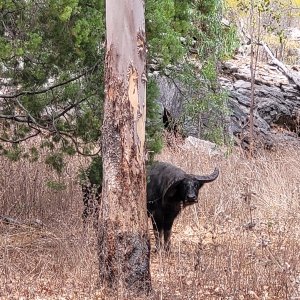 Unusual Water Buffalo Australia