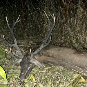 Red Stag Hunt Romania