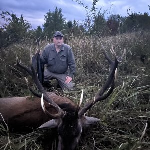 Red Stag Hunt Romania