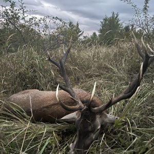 Red Stag Hunt Romania