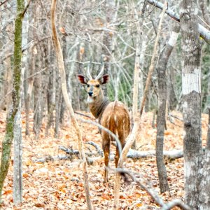 Bushbuck Mozambique