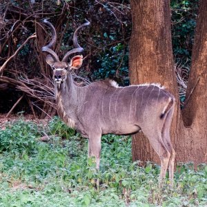 Kudu Mozambique