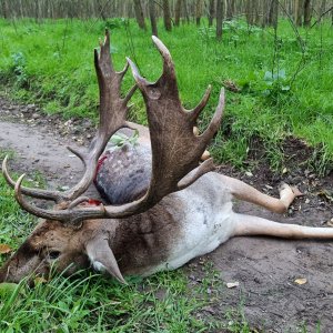 Fallow Deer Hunt South Africa