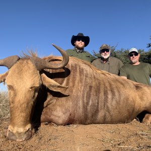 Golden Wildebeest Hunt South Africa