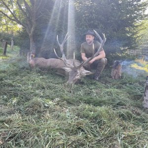 Carpathian Red Stag Hunt Romania