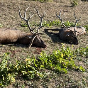 Carpathian Red Stag Hunt Romania