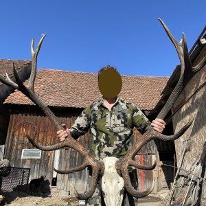 Carpathian Red Stag Hunt Romania