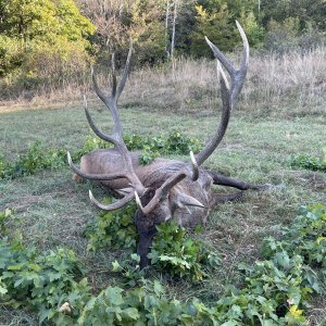 Carpathian Red Stag Hunt Romania