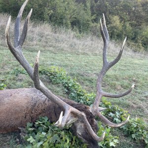 Carpathian Red Stag Hunt Romania