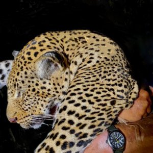 Leopard Hunt Tanzania Selous