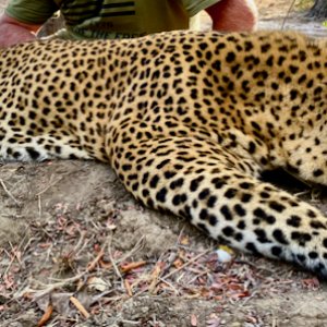 Leopard Hunt Tanzania Selous