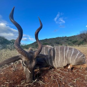 Kudu Hunt Tanzania Masailand