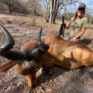 Lichtenstein Hartebeest Hunt Tanzania Selous