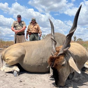 Livingston Eland Hunt Tanzania Selous