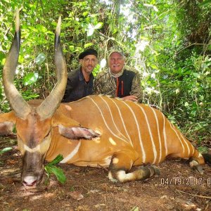 Bongo Hunt Cameroon