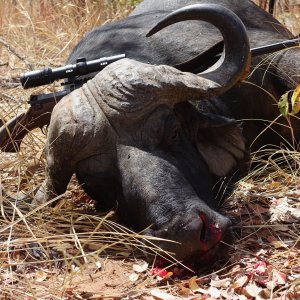 Buffalo Hunt Zimbabwe