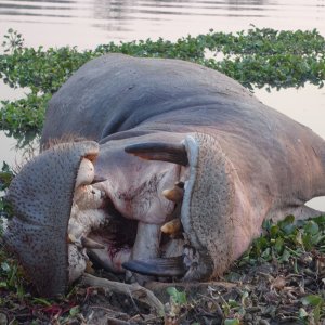 Hippo Hunt Zimbabwe