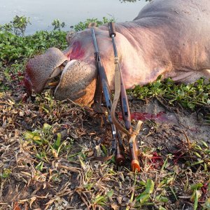 Hippo Hunt Zimbabwe