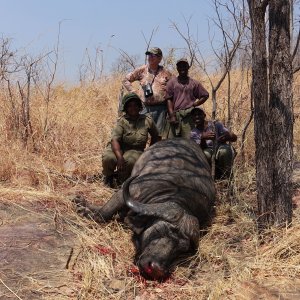 Buffalo Hunt Zimbabwe