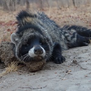 Civet Cat Hunt Zimbabwe